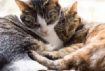 ماهو الفرق بين القطط الذكور والإناث وأيهما مناسب للتربية في المنزل