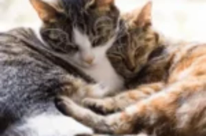 ماهو الفرق بين القطط الذكور والإناث وأيهما مناسب للتربية في المنزل