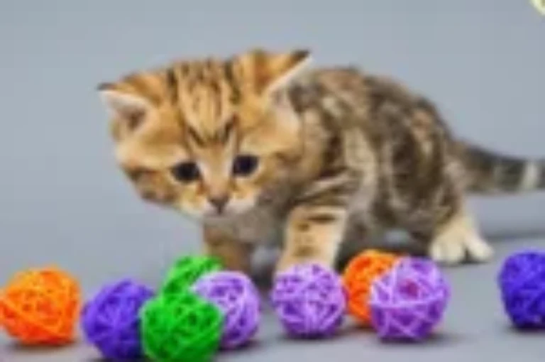 كل ما تود معرفته عن العاب القطط الصغيره