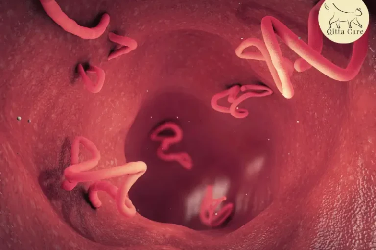 اسباب الانزلاق المعوي عند القطط وكيفية تصحيحه