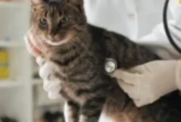 قلب القطط : وظيفته واصواته وأمراضه