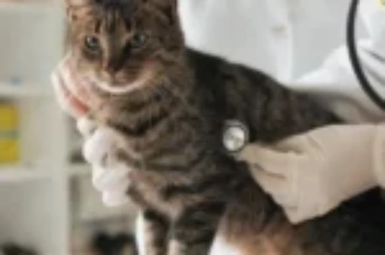 قلب القطط : وظيفته واصواته وأمراضه