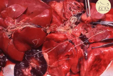 مرض الديدان القلبية في القطط