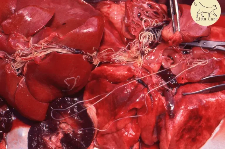 مرض الديدان القلبية في القطط