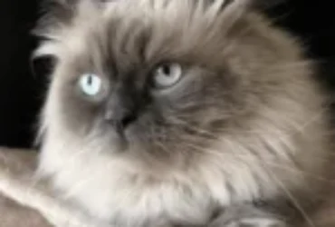 قطط الهملايا: دليل شامل عن انواعها و طباعها وكيفية رعايتها