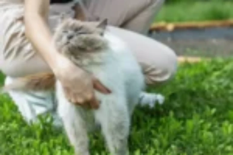 العناية بالقطط في الصيف: دليل شامل للتغذية والنظافة والحماية