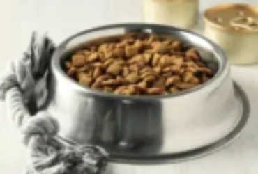 دليل شامل عن طعام قطط الهملايا