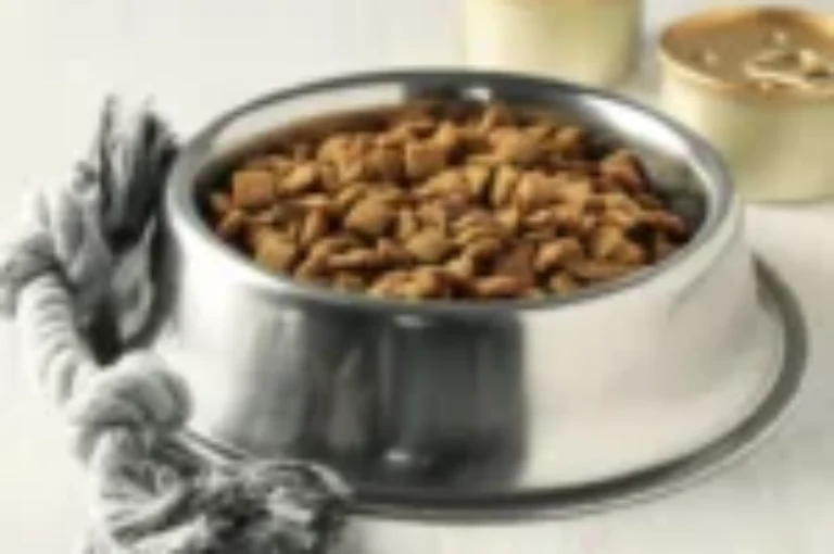 دليل شامل عن طعام قطط الهملايا