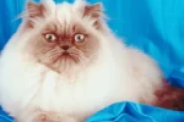 اكتشف مواصفات قطط الهملايا