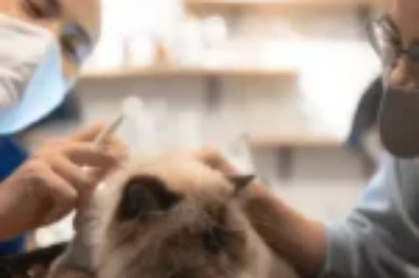 أهم امراض قطط الهملايا واسبابها