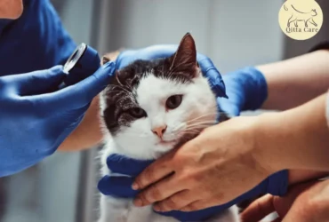 اسباب التهاب الأذن الخارجية والوسطى للقطط وعلاجها