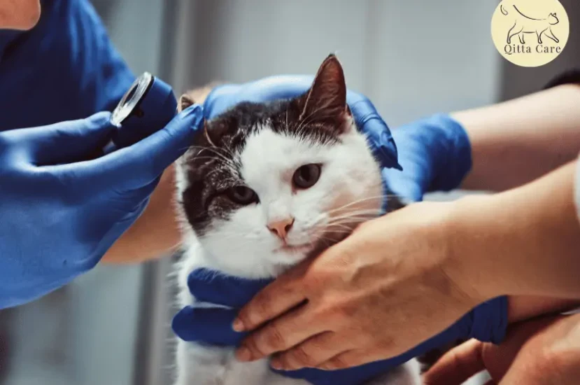 اسباب اعتلال الدماغ الكبدي عند القطط واعراضه وعلاجه