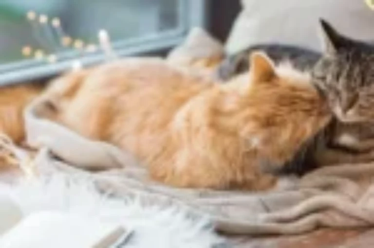 التعارف بين قطه جديده وقطه قديمه