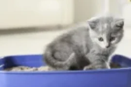 تدريب القطط الصغيرة على الحمام في 8 خطوات والنتائج فورية