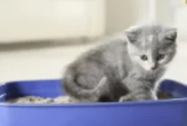 تدريب القطط الصغيرة على الحمام في 8 خطوات والنتائج فورية