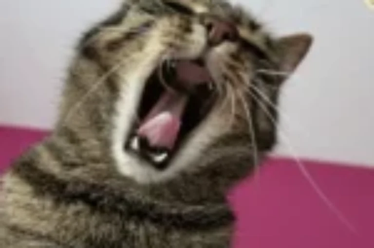 مشاكل التشوهات الخلقية للعمود الفقري للقطط