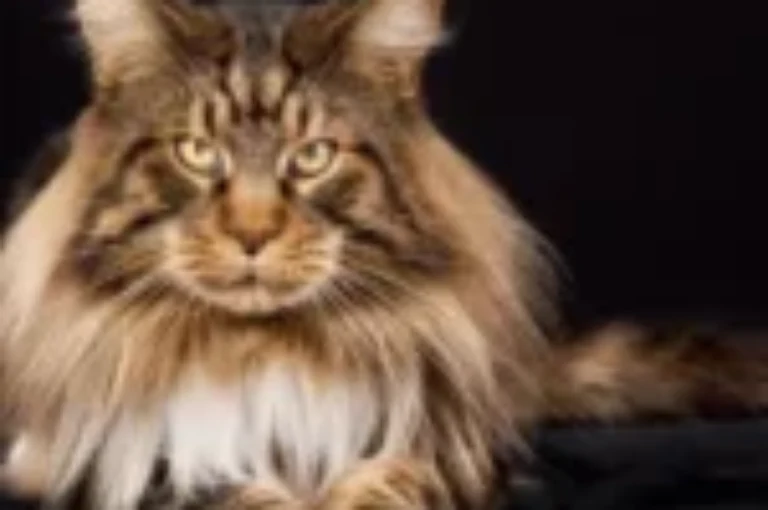 اجمل اسامي قطط الماين كون