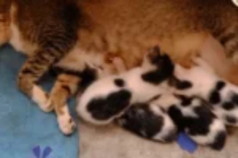 أسباب وأعراض مشاكل القطط بعد الولادة وكيف تتجنب مضاعفاتها