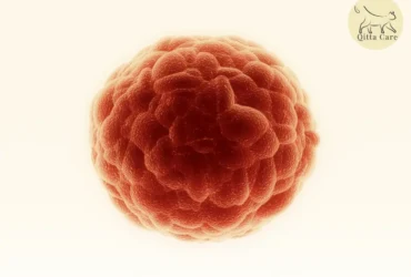 سرطان الخلايا الانتقالية في الجهاز البولي للقطط