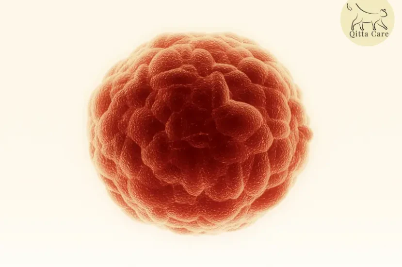 سرطان الخلايا الانتقالية في الجهاز البولي للقطط