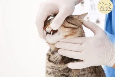 اسباب التهاب اللثة عند القطط والأنسجة المحيطة بالأسنان وعلاجه 