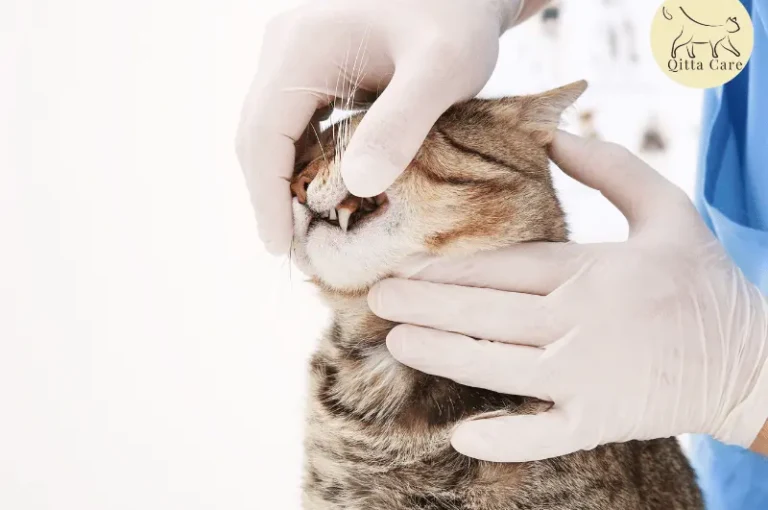 اسباب التهاب لثة القطط وعلاجه