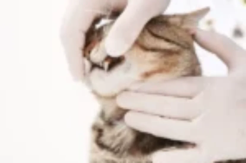 اسباب كسر الفك عند القطط وطرق الرعاية والعلاج للقطط