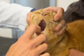 أفضل طرق علاج التهاب فم القطط وأعراضه المصاحبة