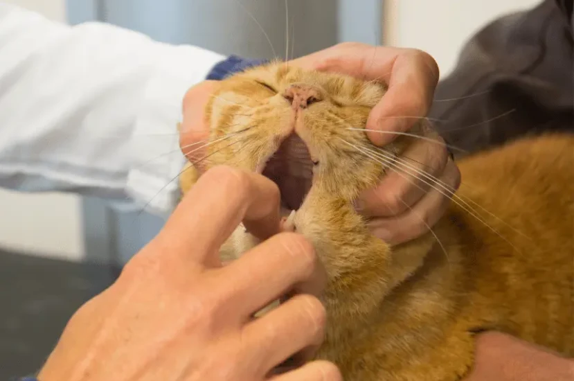 أفضل طرق علاج التهاب فم القطط وأعراضه المصاحبة