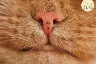 اسباب اضطرابات جلد انف القطط وعلاجها