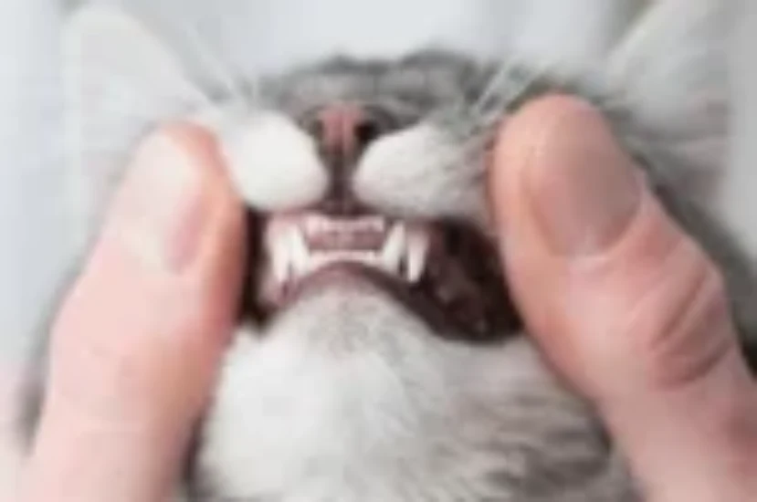 تعرف على كيفية تحديد عمر القطط