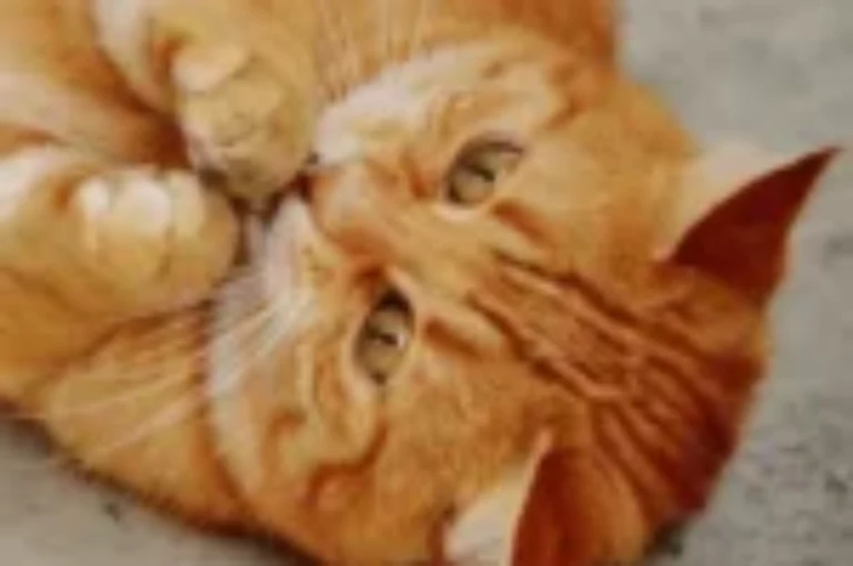 كيف تتغير سلوكيات القطط مع العمر