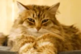 متى يجب خصي القطط الذكور وماهي فوائده؟