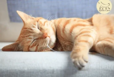 اسباب تراكم الدهون في كبد القطط واعراضه وعلاجه