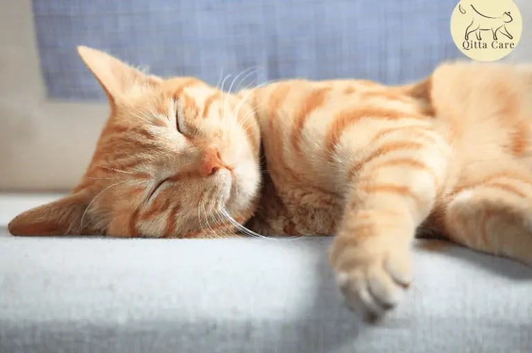 اسباب الاضطرابات القهرية عند القطط وعلاجها