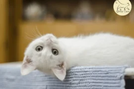 ماهي علامات خلل الوظائف الإدراكية عند القطط؟