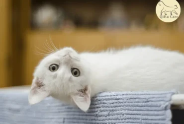 ماهي علامات خلل الوظائف الإدراكية عند القطط؟