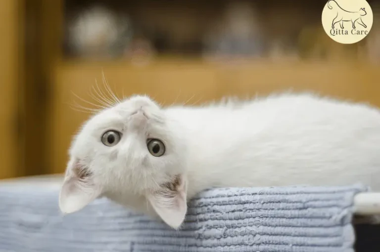 ماهي علامات خلل الوظائف الإدراكية عند القطط؟