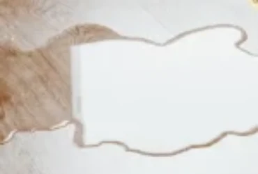 اسباب تبول القطط في كل مكان في المنزل وكيفية تصحيح هذا السلوك