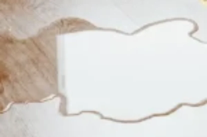 اسباب تبول القطط في كل مكان في المنزل وكيفية تصحيح هذا السلوك