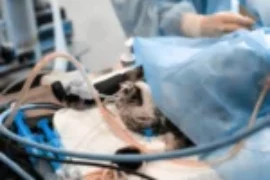 دليل شامل عن حوادث القطط: الإسعافات الأولية والرعاية