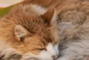 اسباب توسع المريئ عند القطط واعراض و معالجته