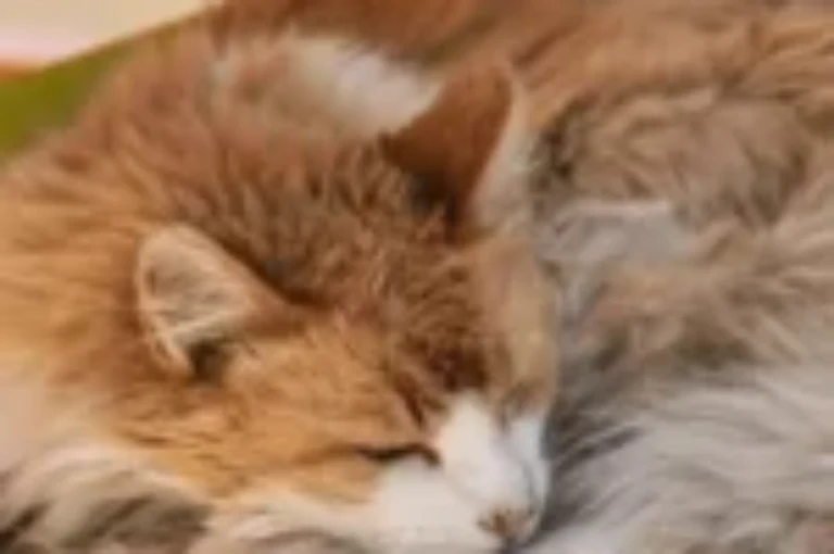 اسباب توسع المريئ عند القطط واعراض و معالجته