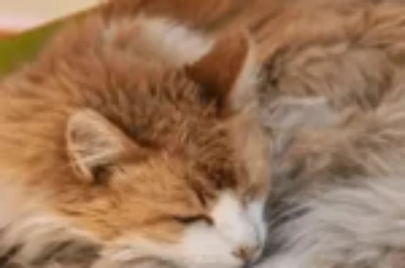 اسباب توسع المريئ عند القطط واعراض و معالجته