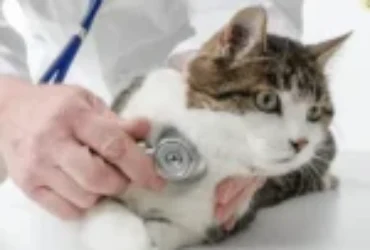 اسباب ارتفاع ضغط الدم الجهازي عند القطط وعلاجه