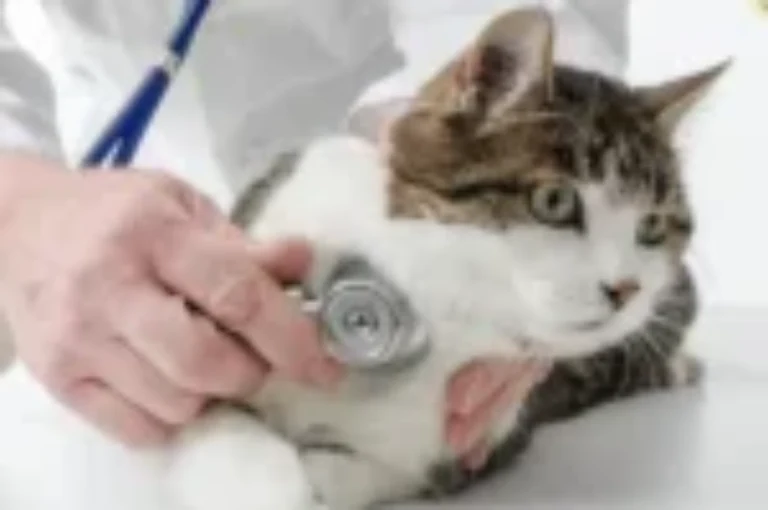 اسباب ارتفاع ضغط الدم الجهازي عند القطط وعلاجه