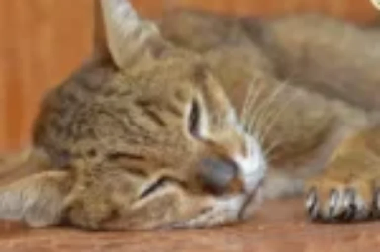 اعراض الصدمة الإنتانية عند القطط وعلاجها