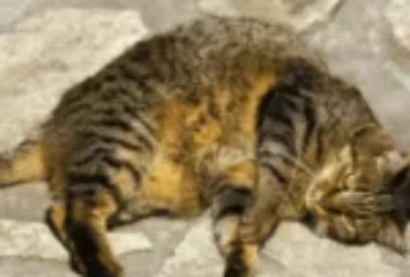 تعسر ولادة القطط: الأسباب و الأعراض وطرق التعامل معها