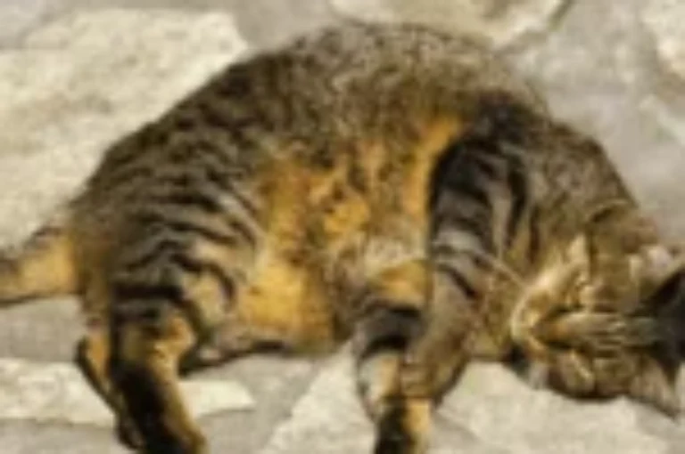 دليل شامل عن اسباب وعلاج التهاب ثدي القطة المرضعة