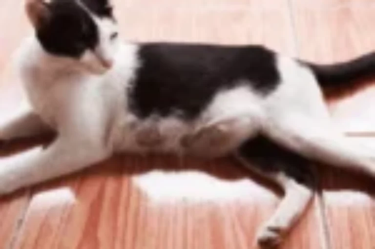 دليل شامل لمعرفة علامات حمل القطط من الأسبوع الأول حتى الولادة